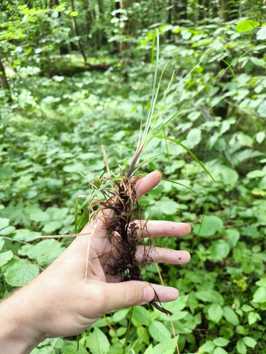Наблюдение на iNaturalist