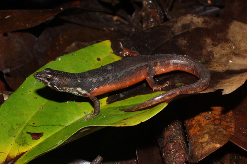 Keeled Water Skink