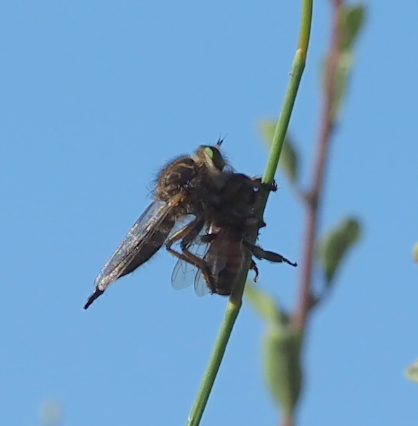 Promachus griseiventris