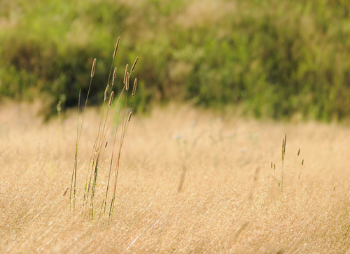 Phleum pratense iNat (1)