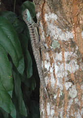 Tropidurus torquatus