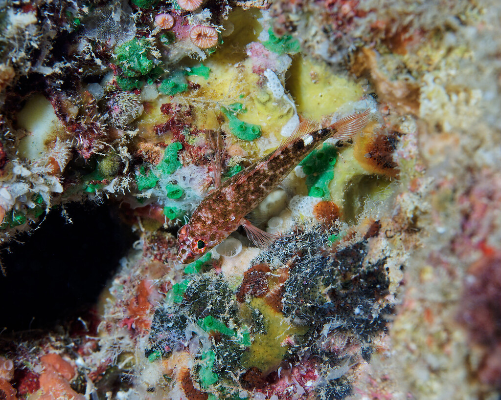 Brownbarred perchlet (Plectranthias nanus) — Serranidae