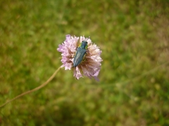 Anthaxia hungarica