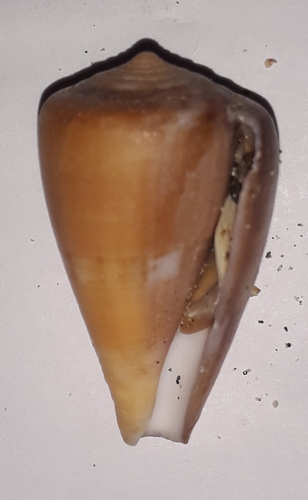 Hyena Cone