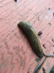 Tandonia budapestensis