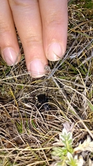 Pycnochila fallaciosa