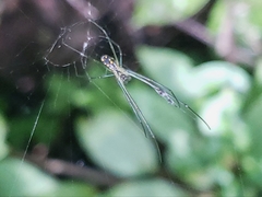 Leucauge argyra