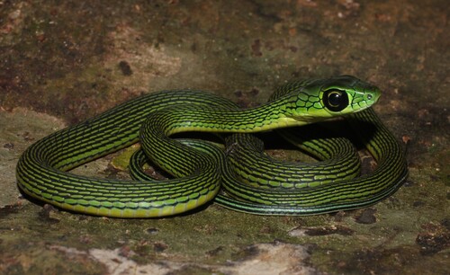 Black-lined Green Snake
