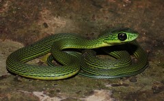 Black-Lined Green Snake
