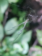 Leucauge argyra