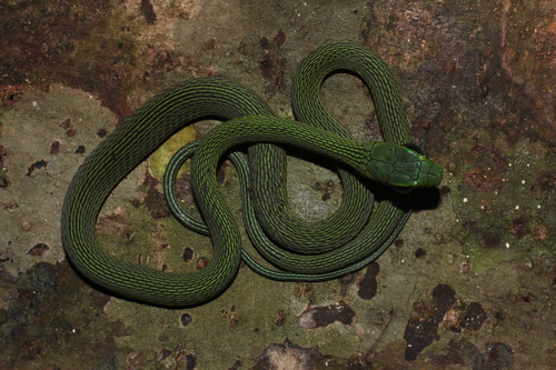 Black-lined Green Snake