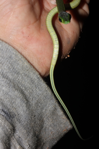 Black-lined Green Snake