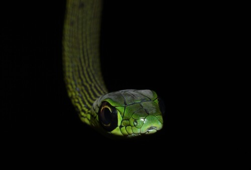 Black-lined Green Snake