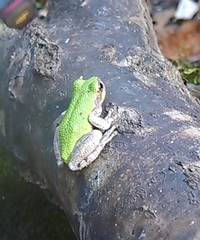 Hyla avivoca
