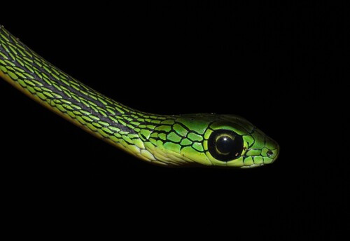 Black-lined Green Snake
