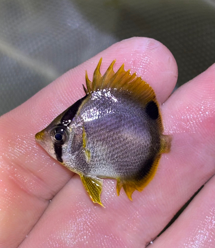 ツマグロチョウチョウウオ