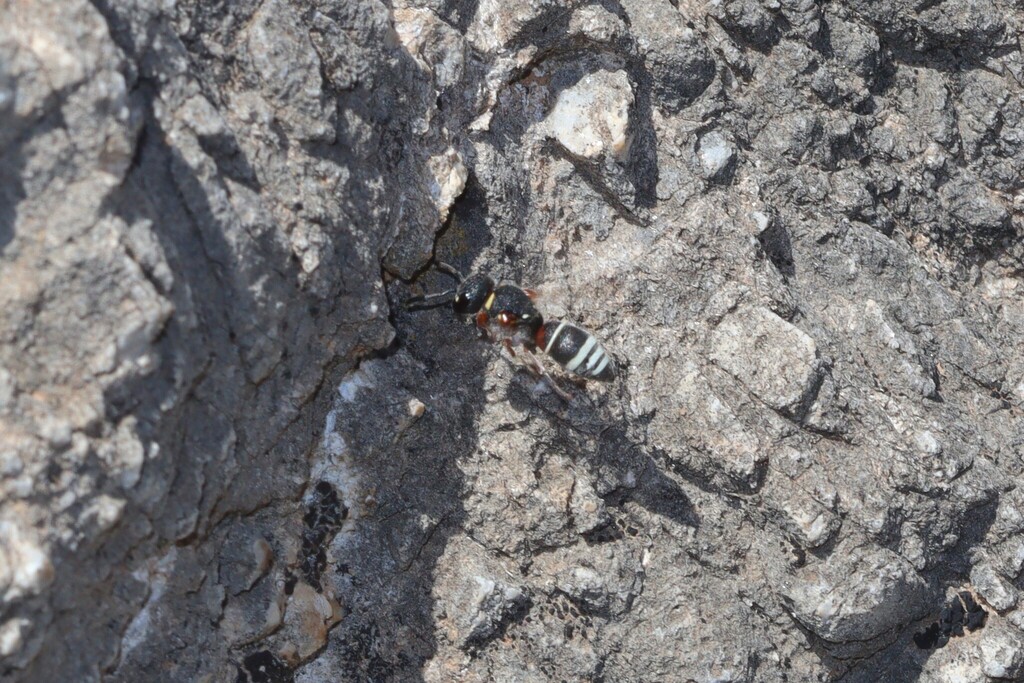 Alastor antigae