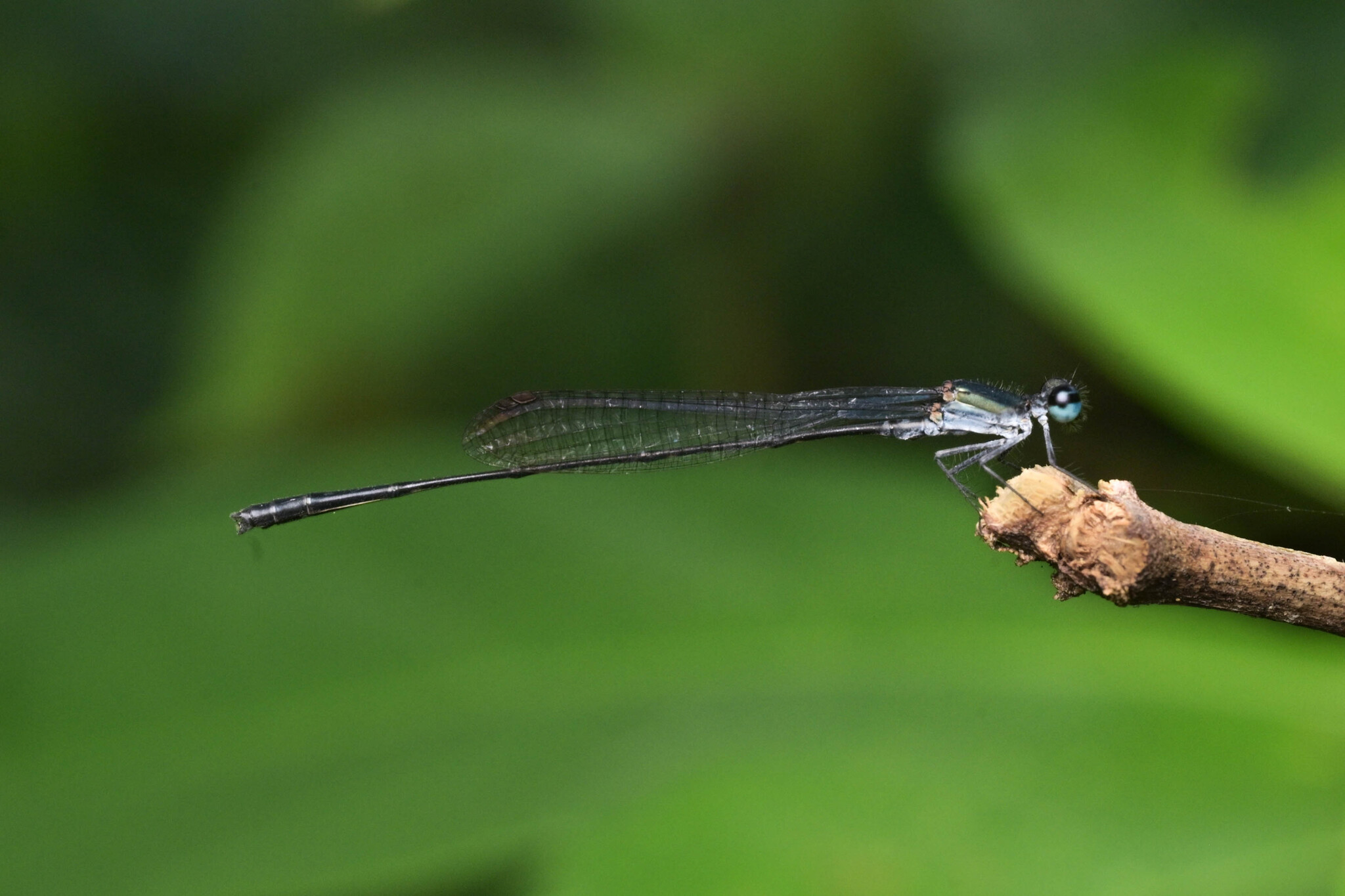 Black And Yellow Bambootail