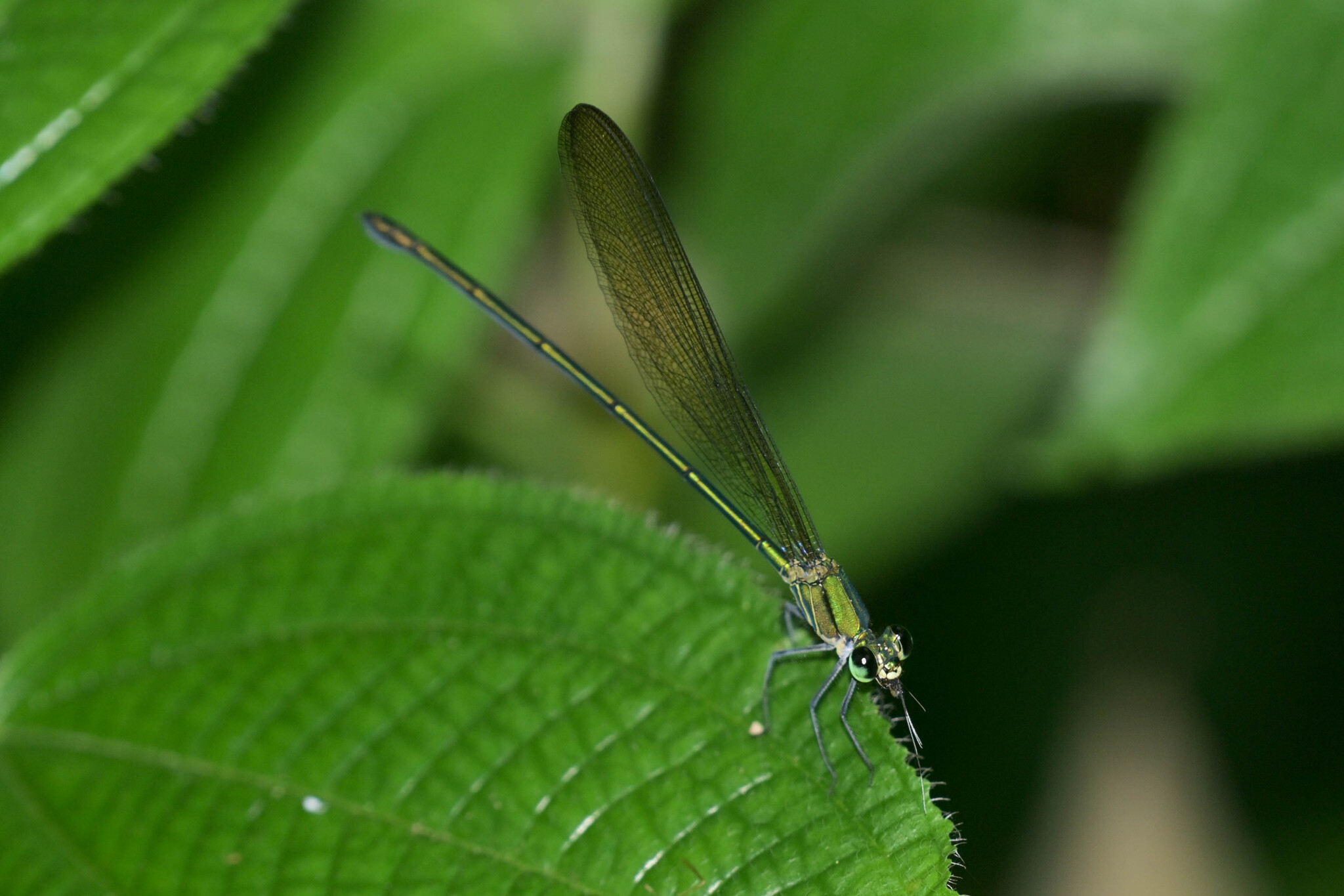 Clear-Winged Flashwing