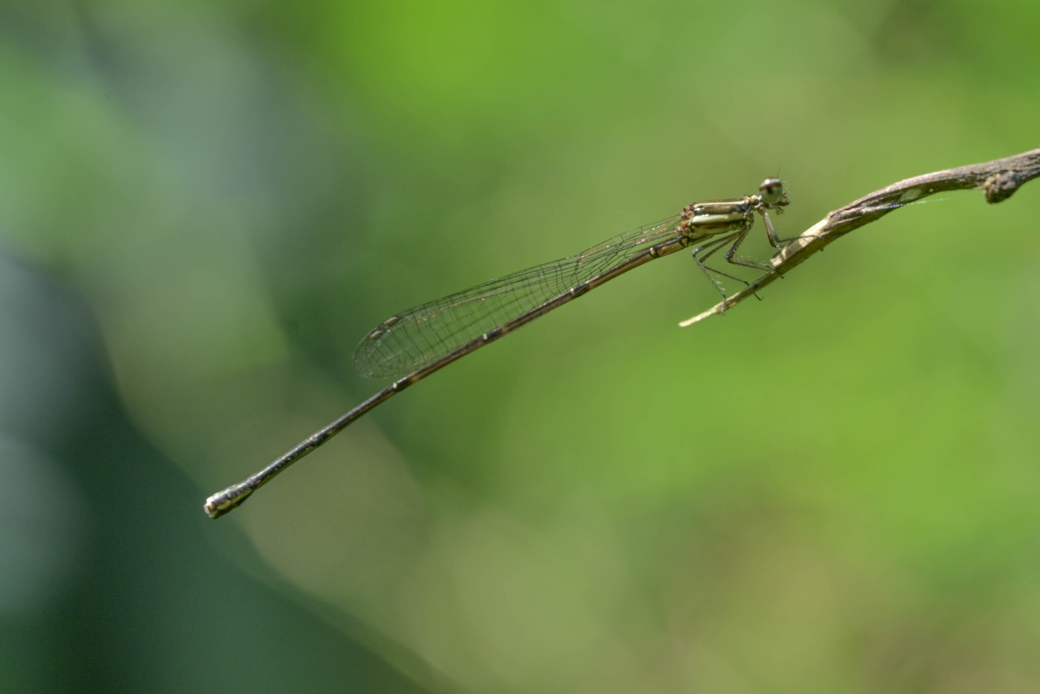 Orange-Striped Threadtail