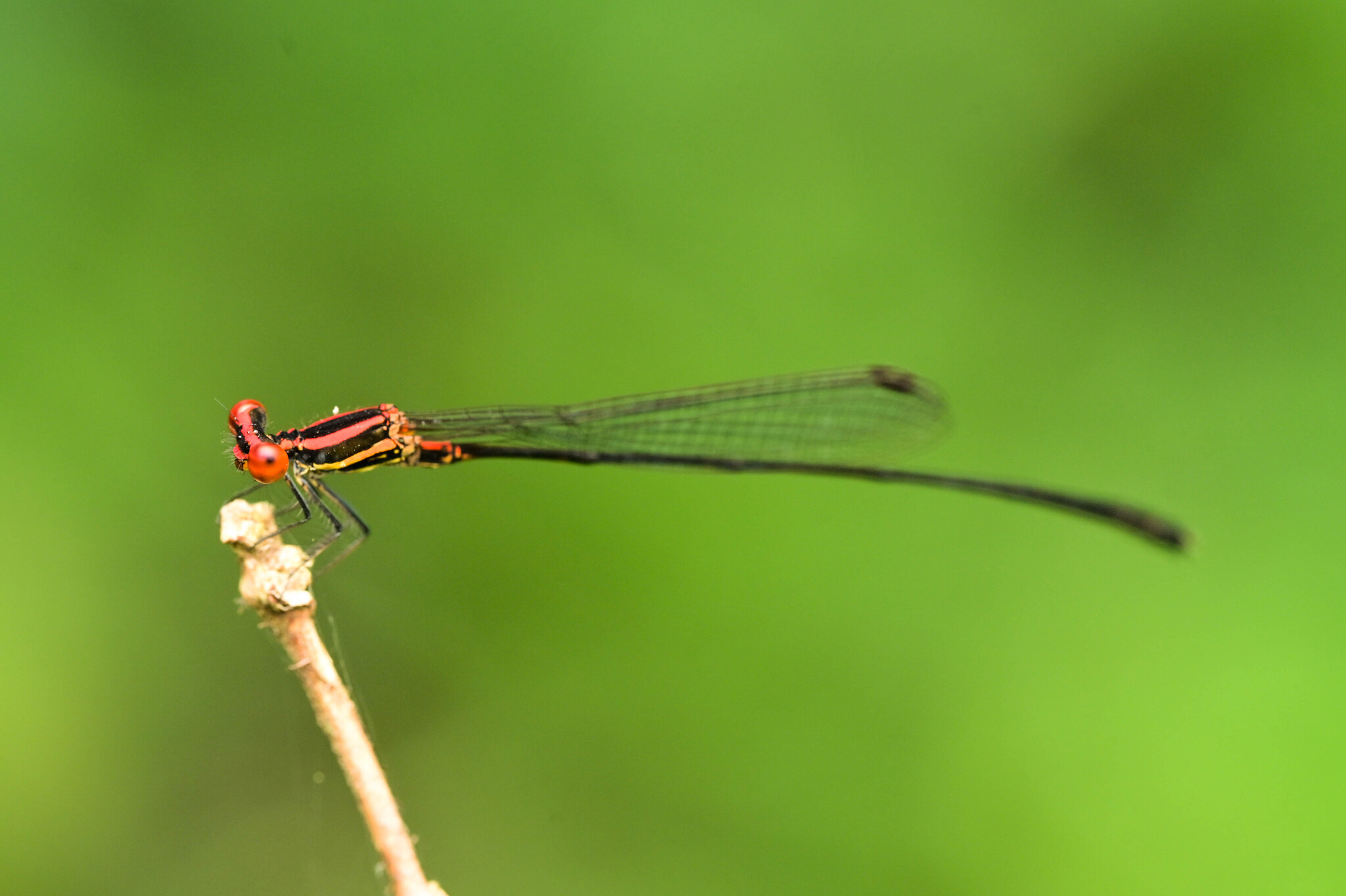 Malabar Threadtail
