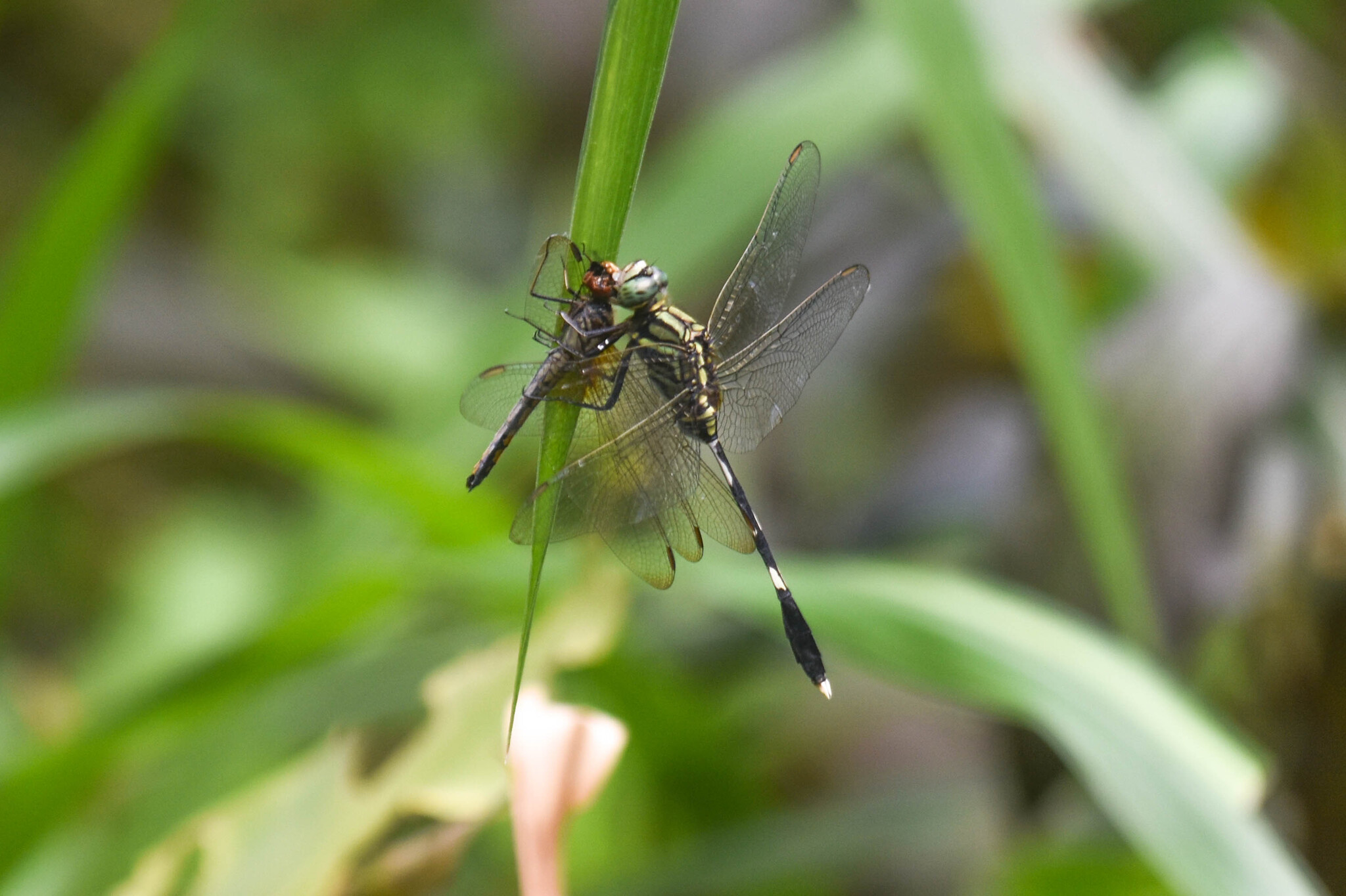 Slender Skimmer