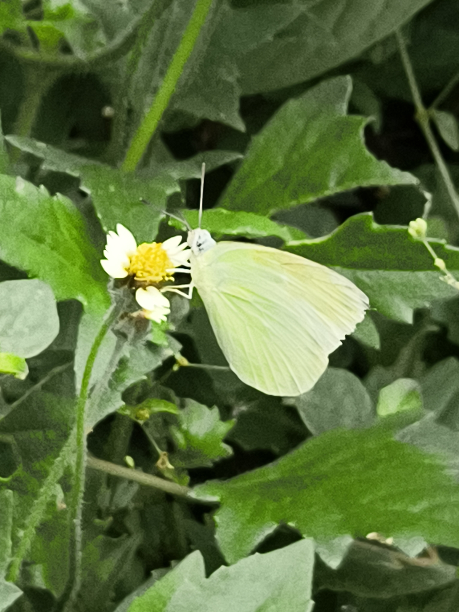 Lemon Emigrant