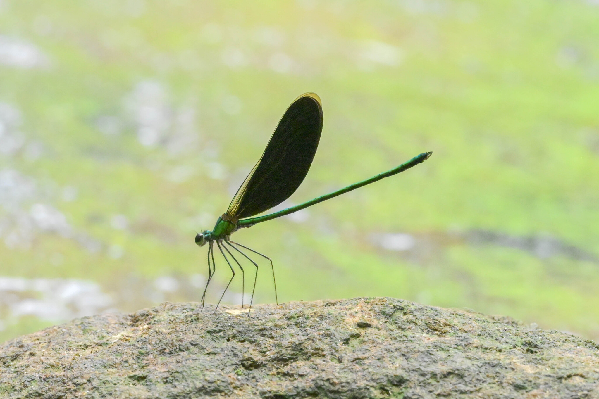 Green Metalwing