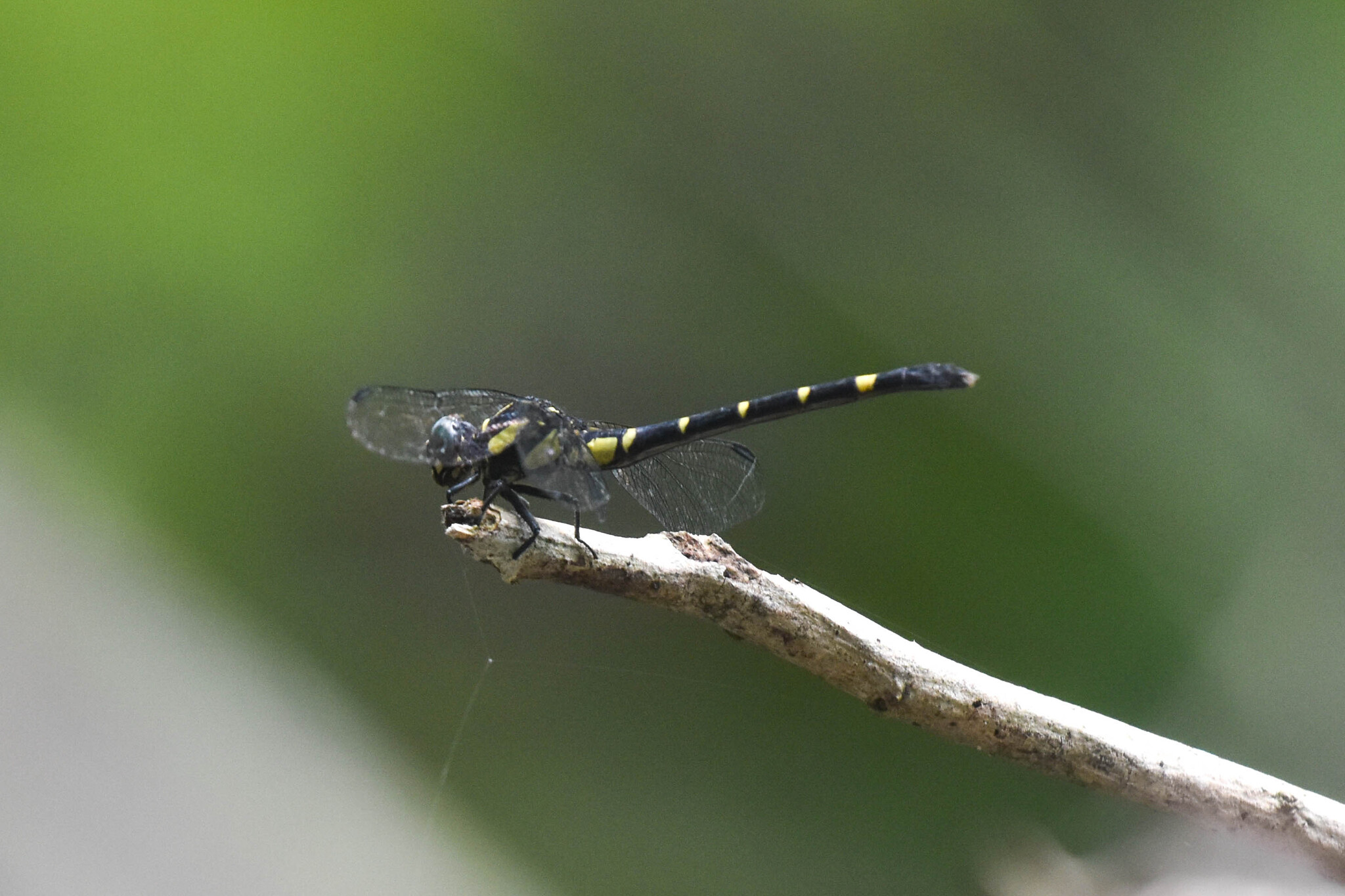Wayanad Forktail