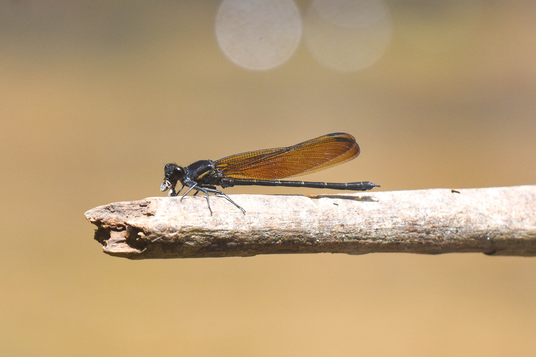 Indian Black Velvetwing