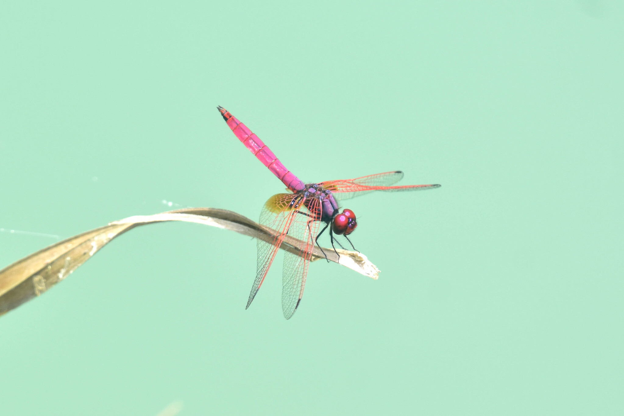 Crimson Marsh Glider
