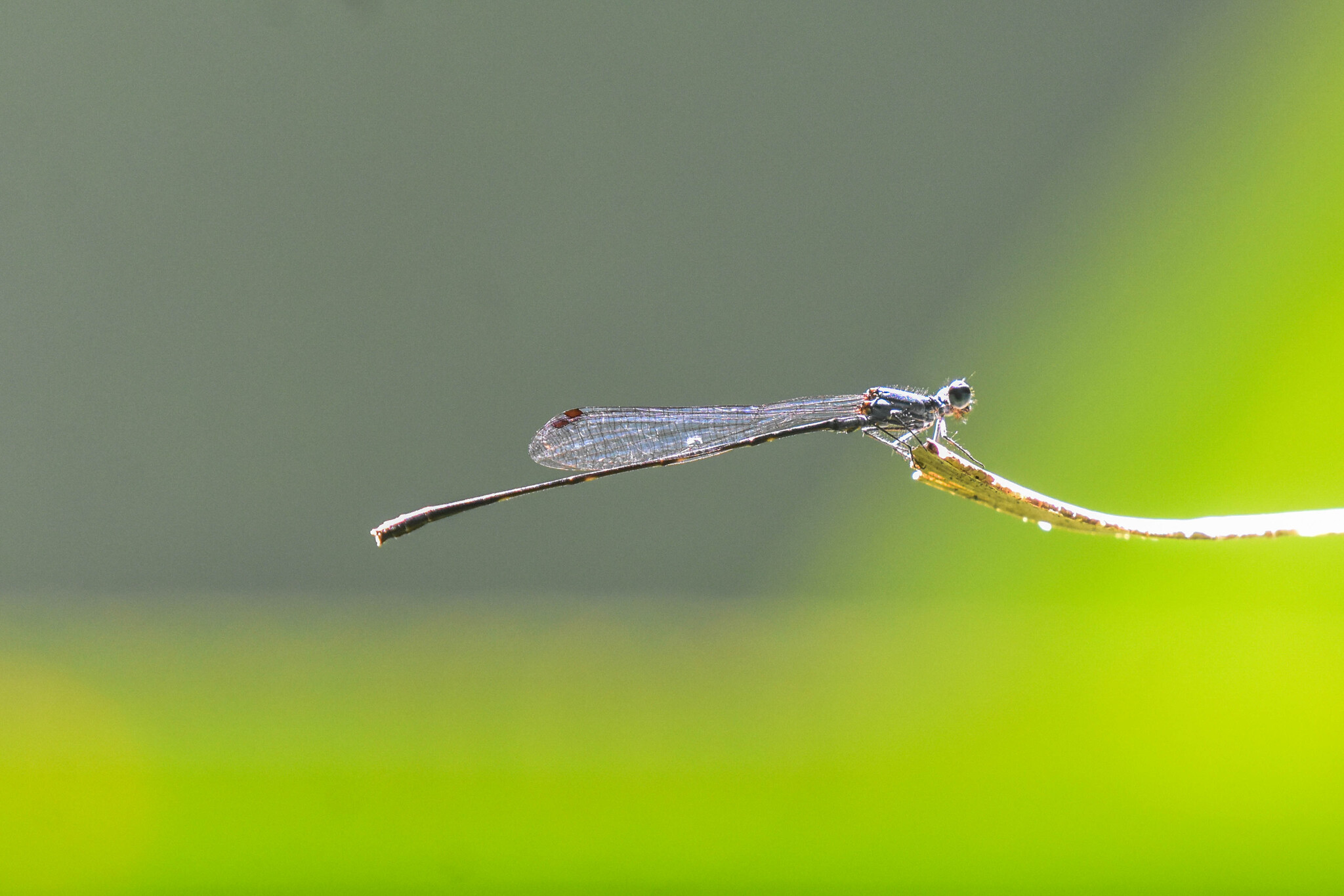 Black And Yellow Bambootail