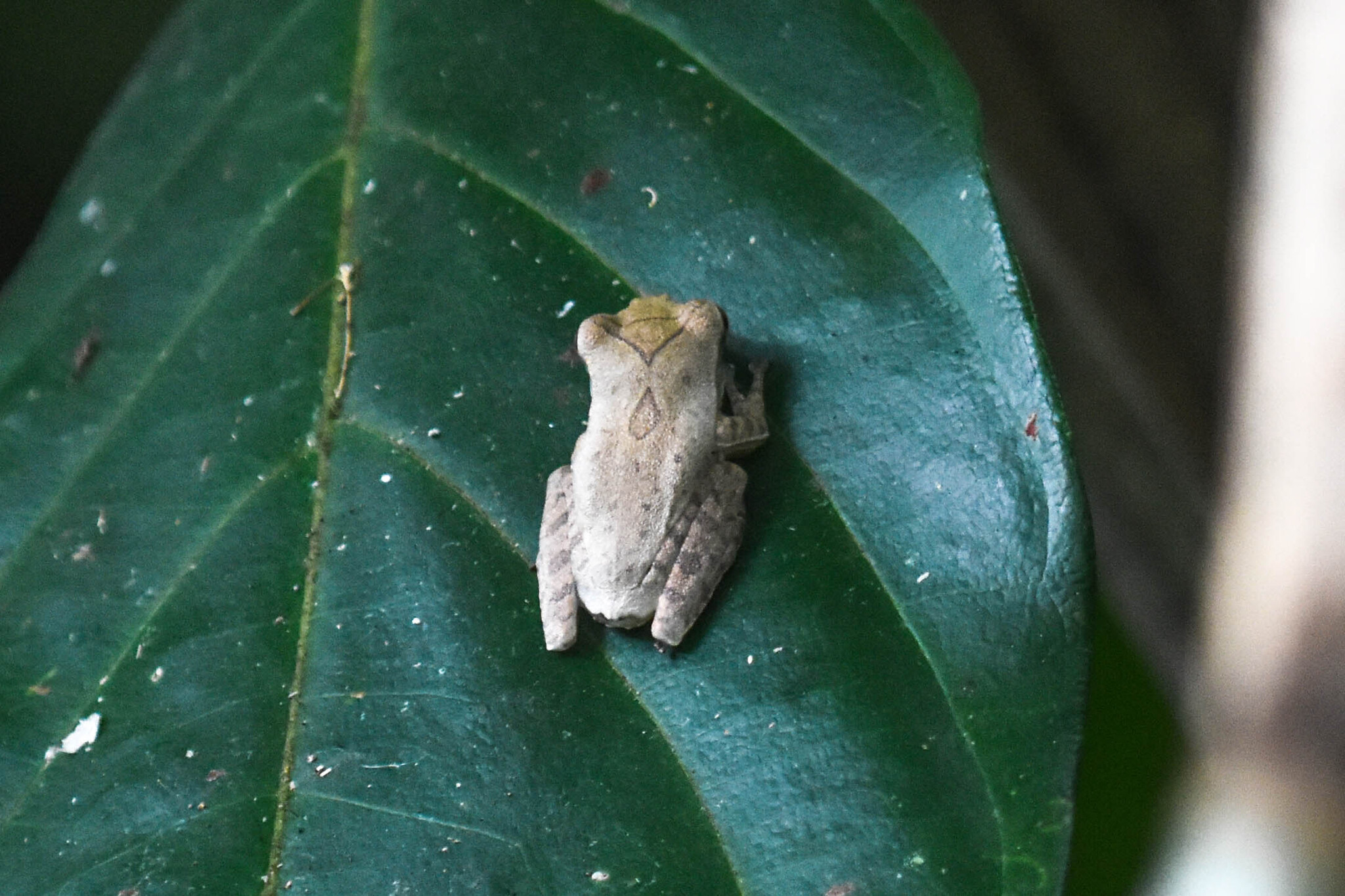 Subansiri Whipping Frog
