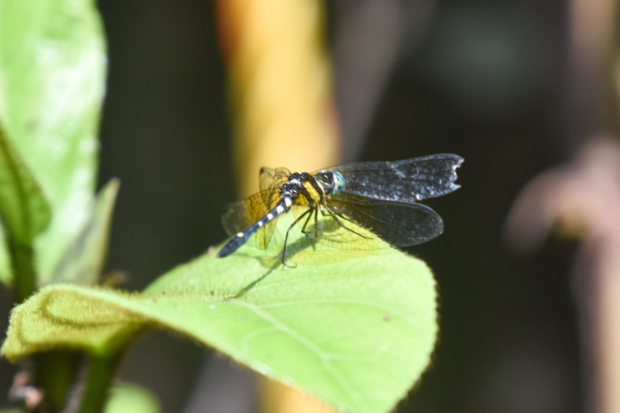 Pigmy Skimmer