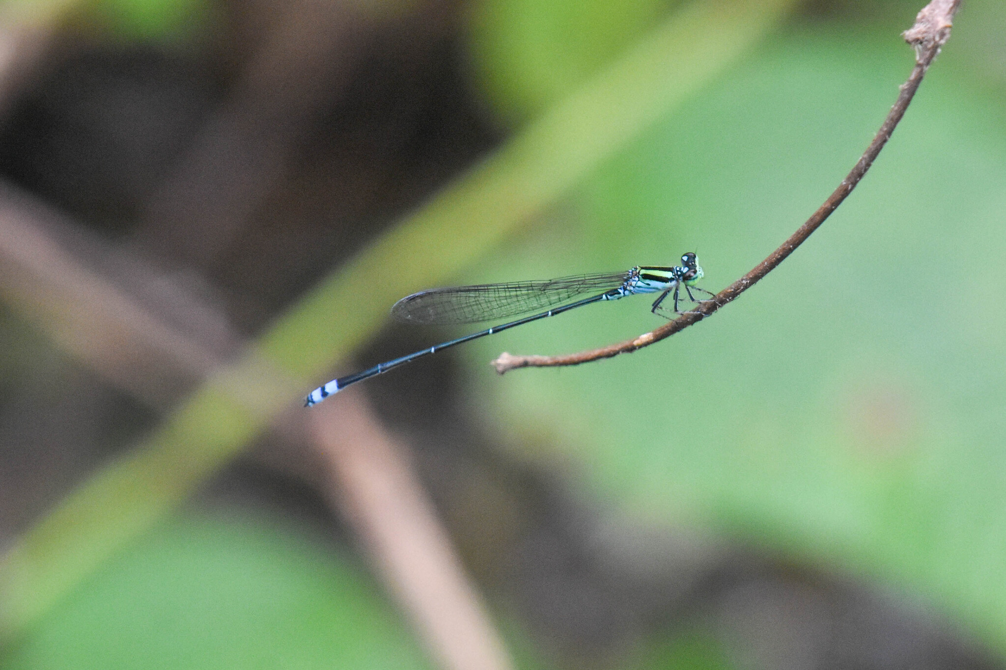 Yellow-Striped Sprite