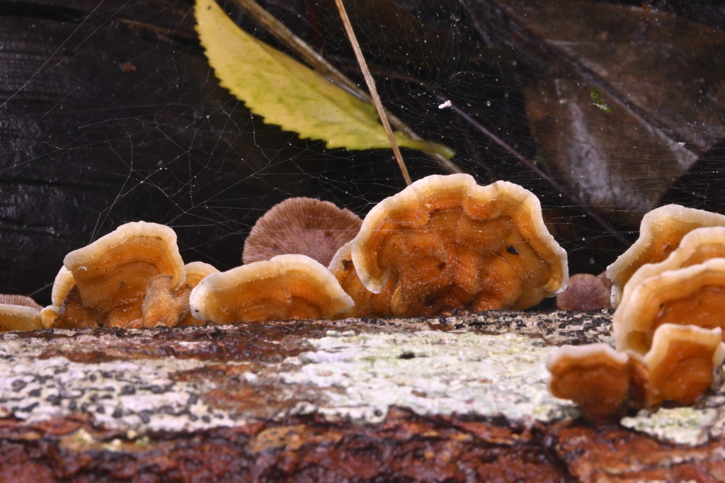 Stereum hirsutum · June 2025 · photo: © invertebratist (iNaturalist, cc-by-nc)
