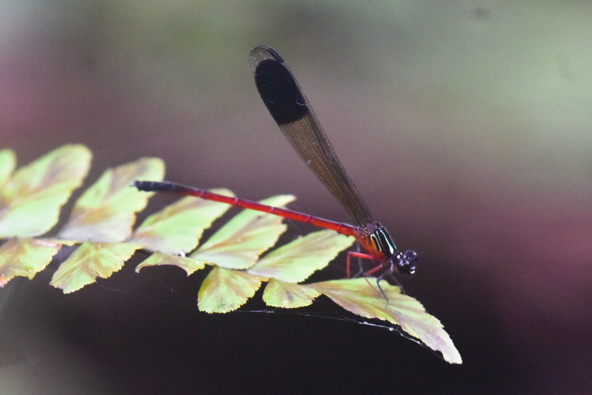 Malabar Satinwing