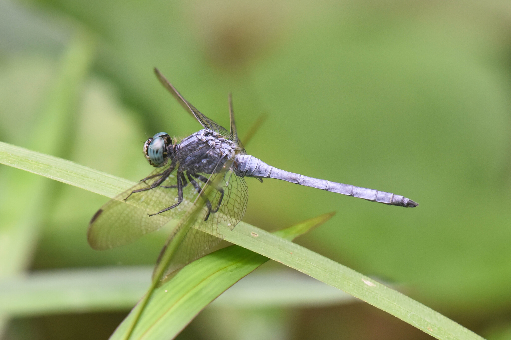 Marsh Skimmer
