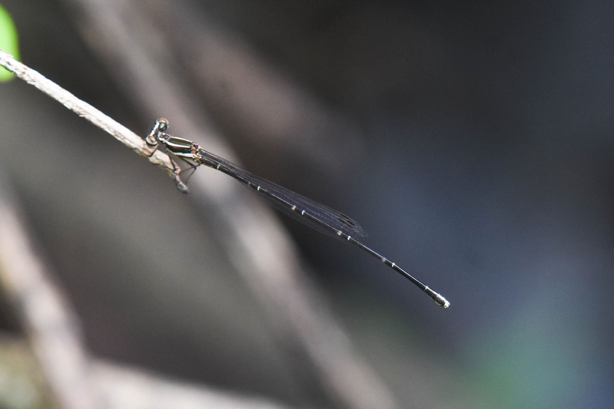 Orange-Striped Threadtail