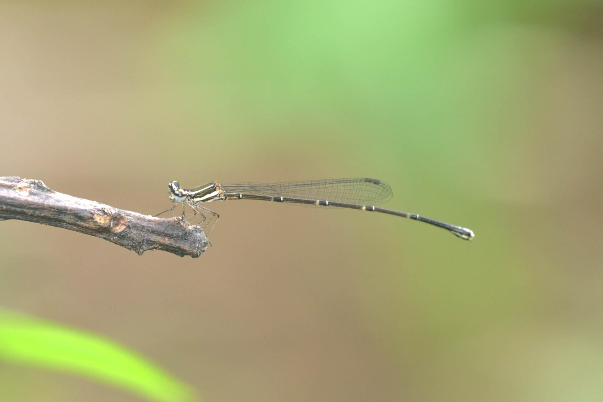 Orange-Striped Threadtail
