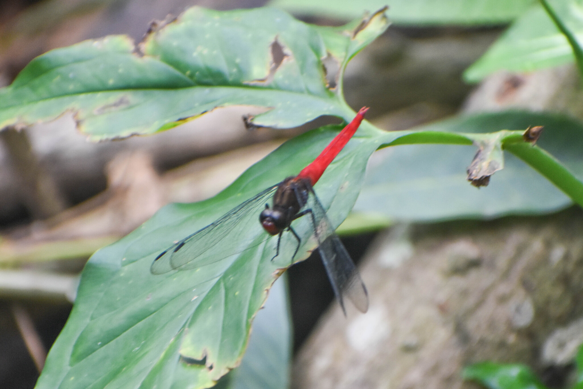 Spine-Tufted Skimmer