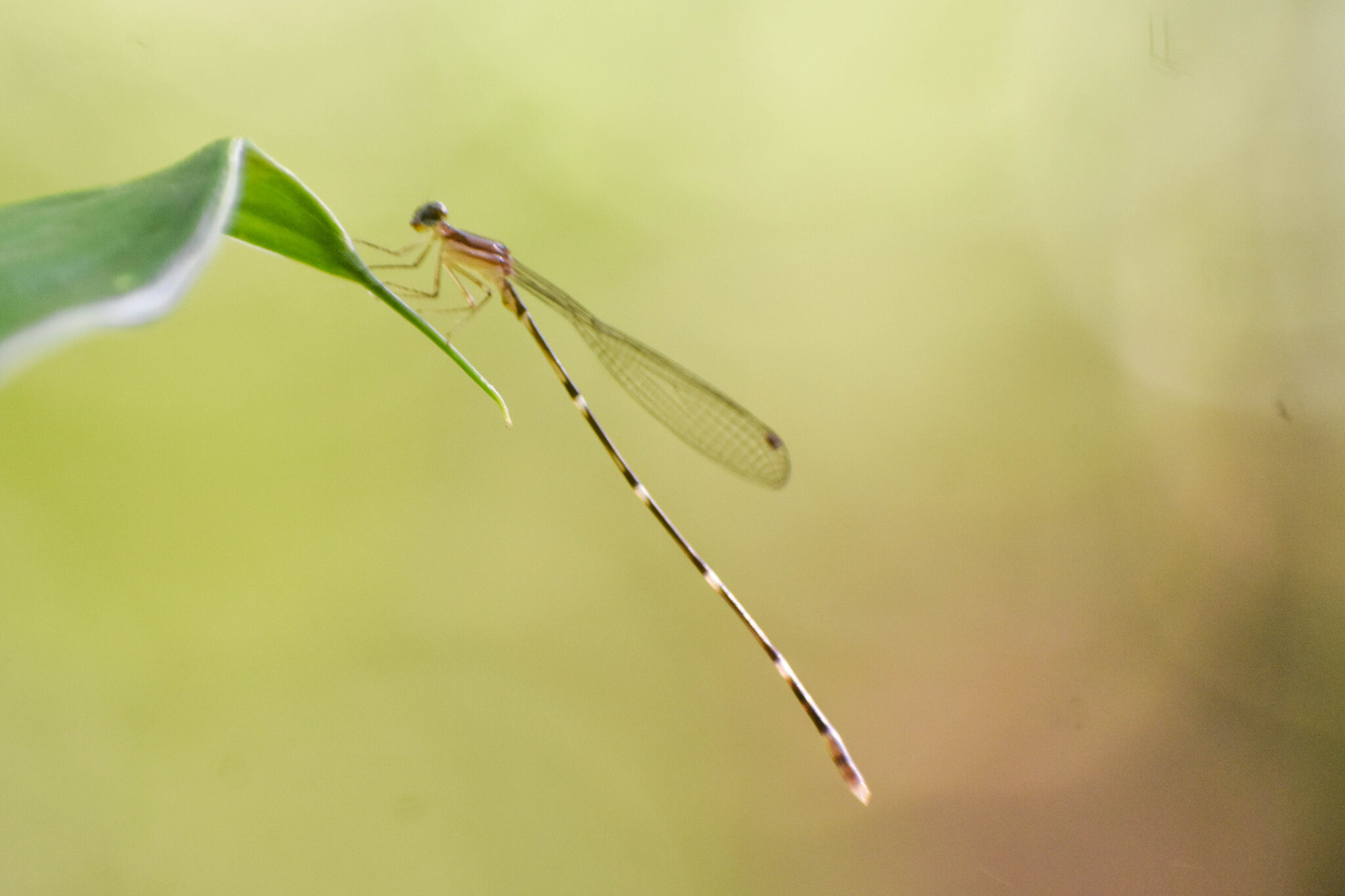 Red-Spot Shadowdamsel