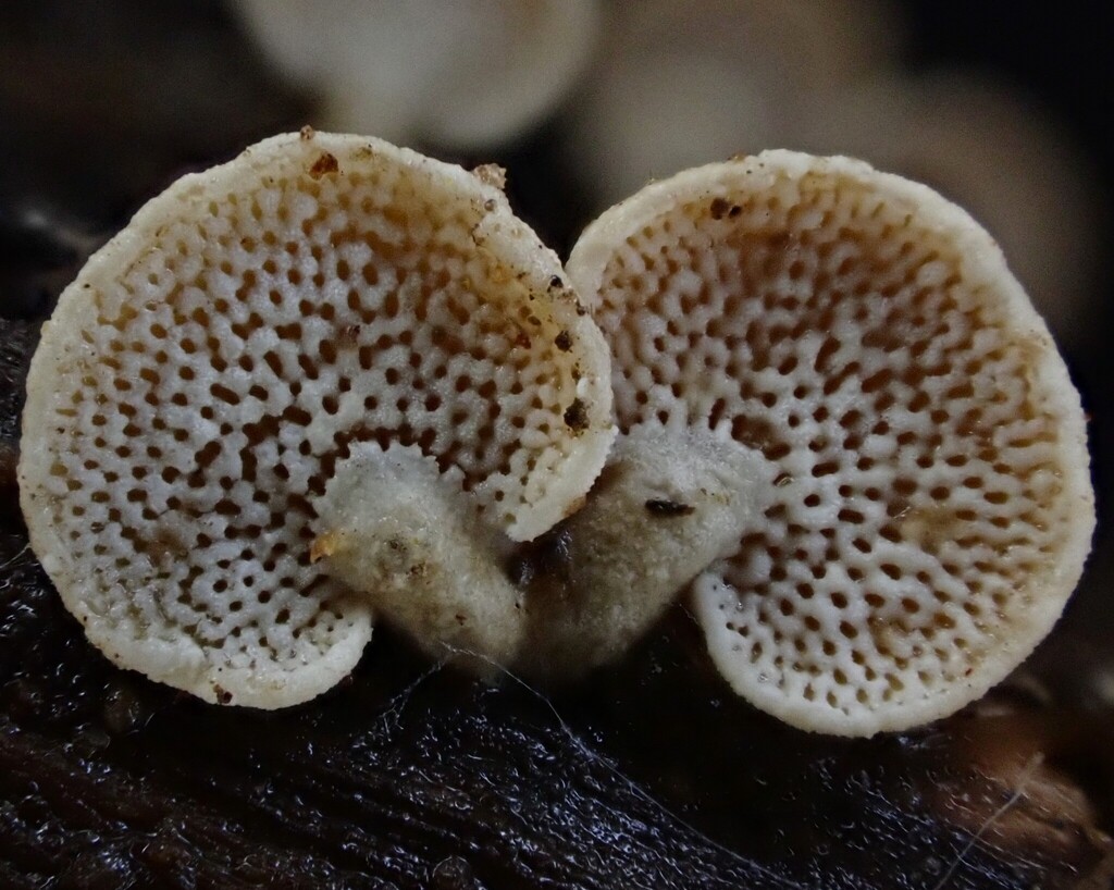 Panellus luxfilamentus · July 2025 · photo: © beau_meister (iNaturalist, cc-by)