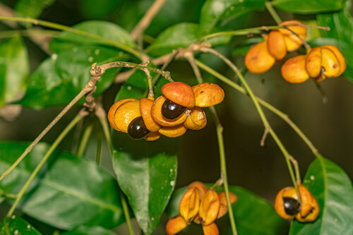Harpullia pendula