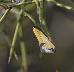 Microbela epicona