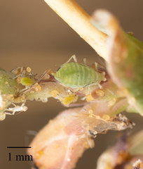 Acyrthosiphon lactucae