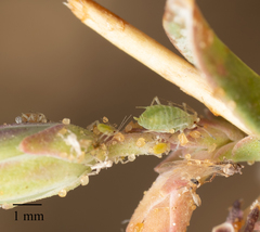 Acyrthosiphon lactucae