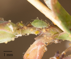 Acyrthosiphon lactucae