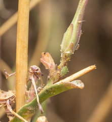 Acyrthosiphon lactucae