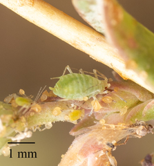 Acyrthosiphon lactucae